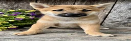 Shiba Inu dogs for sale: Tulip - Ad 2