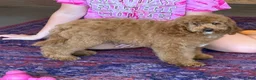 Miniature Labradoodle dogs for sale: Maverick - Ad 3