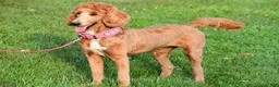 Standard Poodle dogs for sale: Lucy - Ad 7