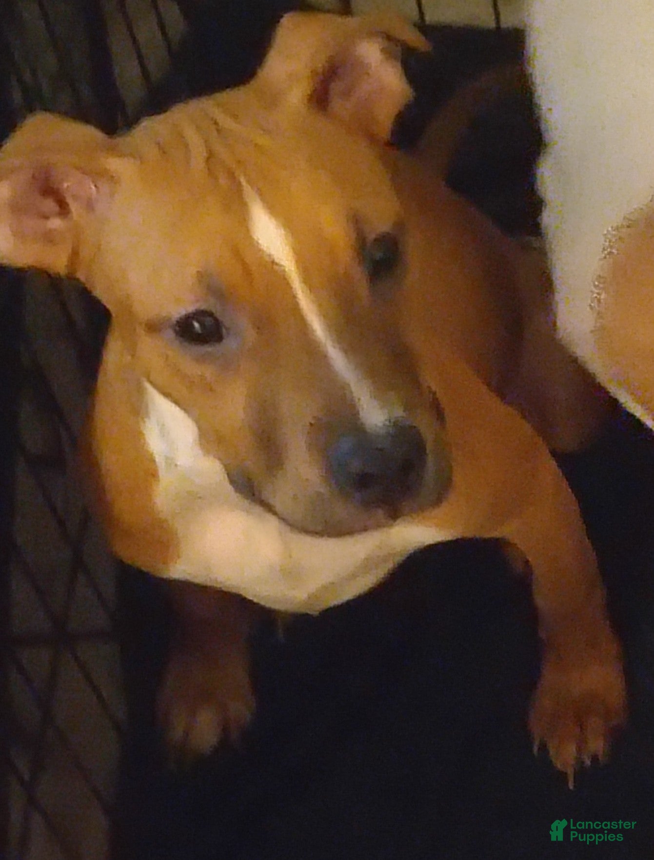 American Staffordshire Terrier dogs American Staffordshire Terrier 1 - Ad 25