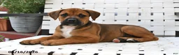 Mixed Breed dogs for sale: Charlotte - Ad 4