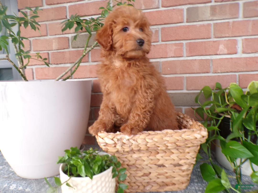 Mini Goldendoodle dogs for sale: Brinn - Ad 2