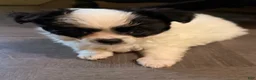 Chihuahua dogs for sale: AKC Snoopy, Black on white extra long coat boy  - Ad 3