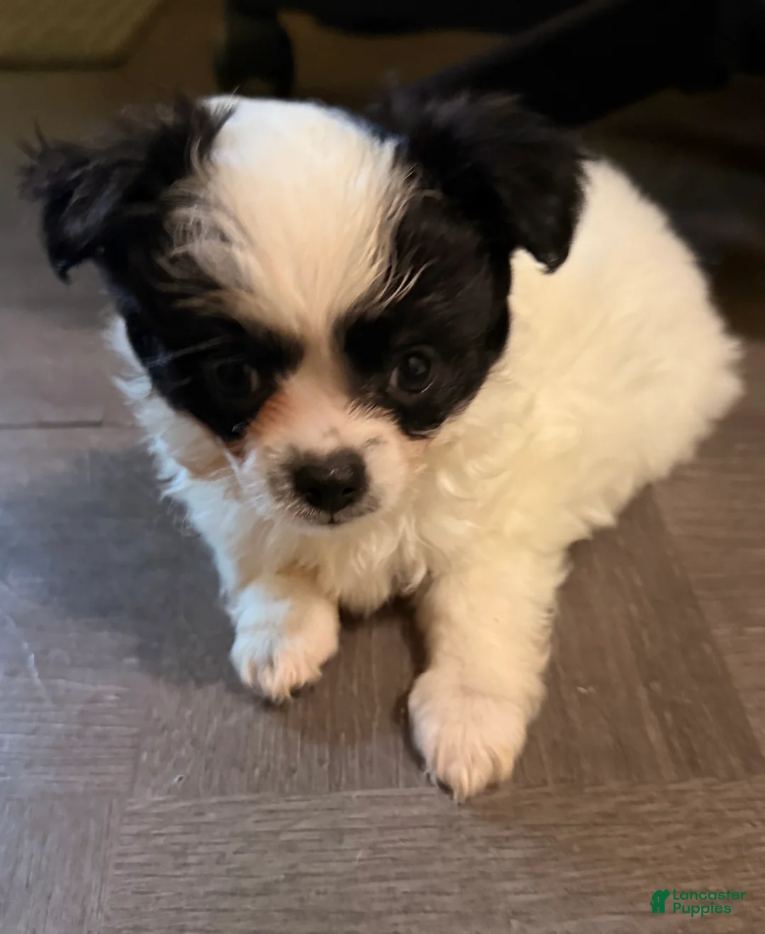 Chihuahua dogs for sale: AKC Snoopy, Black on white extra long coat boy  - Ad 2