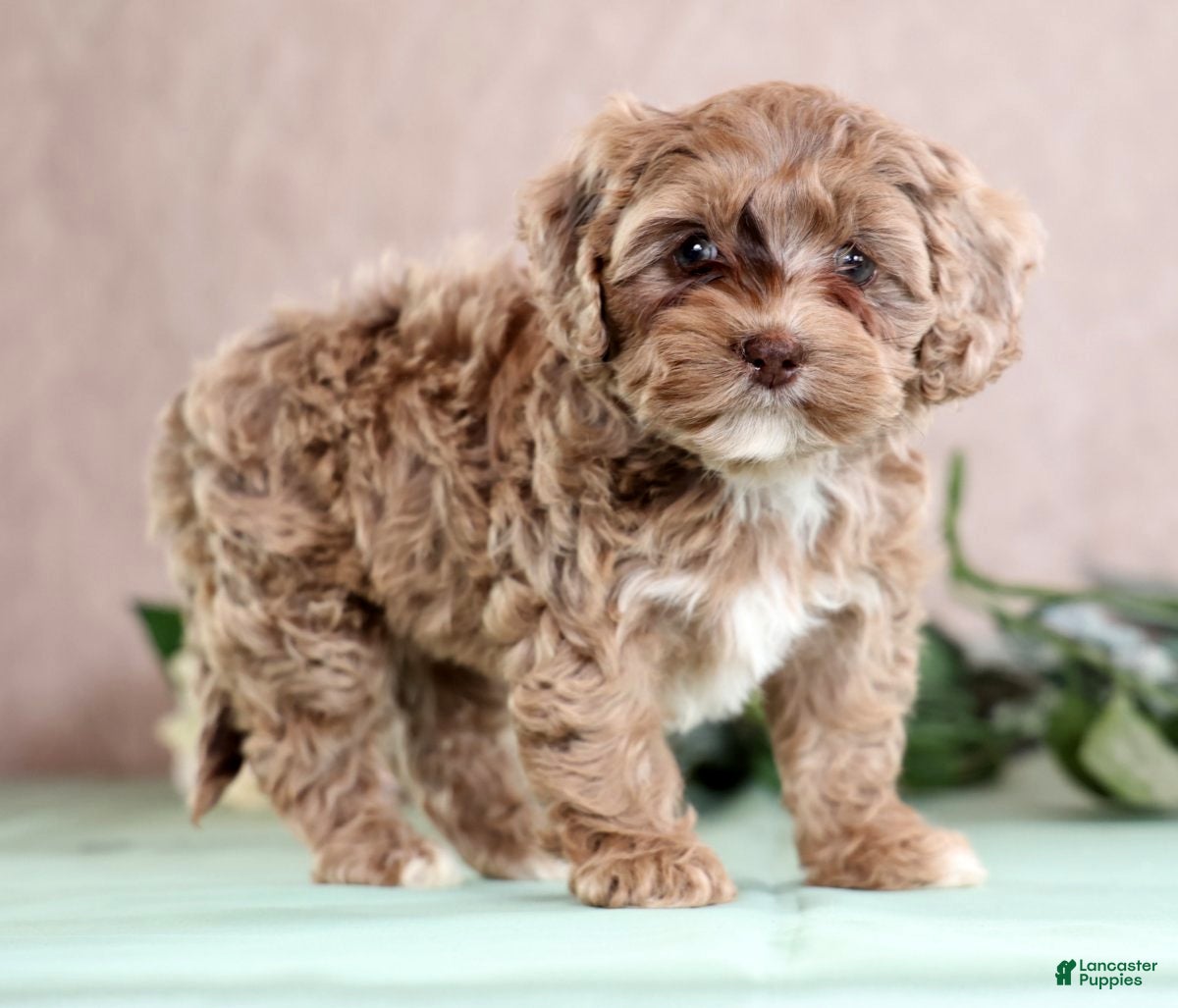 Cockapoo dogs Lettie - Ad 1