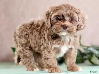 Cockapoo dogs for sale: Lettie - Ad 3