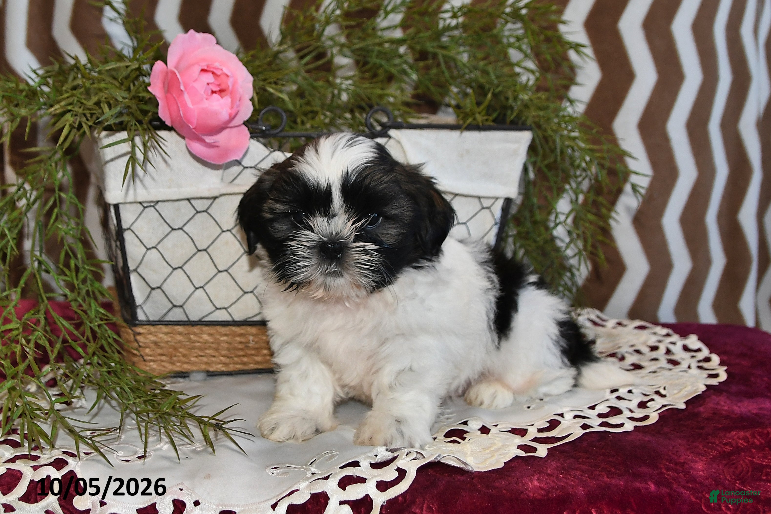 Jordan (Shih Tzu, Male) in Shelby, OH