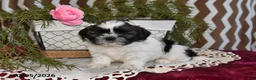 Shih Tzu dogs for sale: Jordan - Ad 1