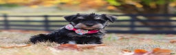Miniature Schnauzer dogs for sale: Brianna - Ad 36
