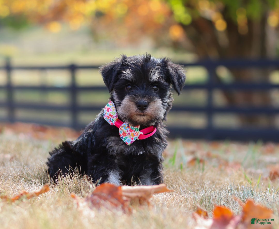 Miniature Schnauzer dogs for sale: Brianna - Ad 36