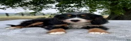 Bernedoodle dogs for sale: Archer - Ad 3