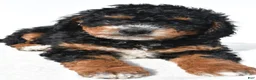 Mini Bernedoodle dogs for sale: Nick - Ad 5