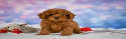 Cavapoo dogs for sale: Chief - Ad 4
