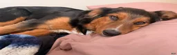 Mixed Breed dogs for sale: Neon green - Ad 5