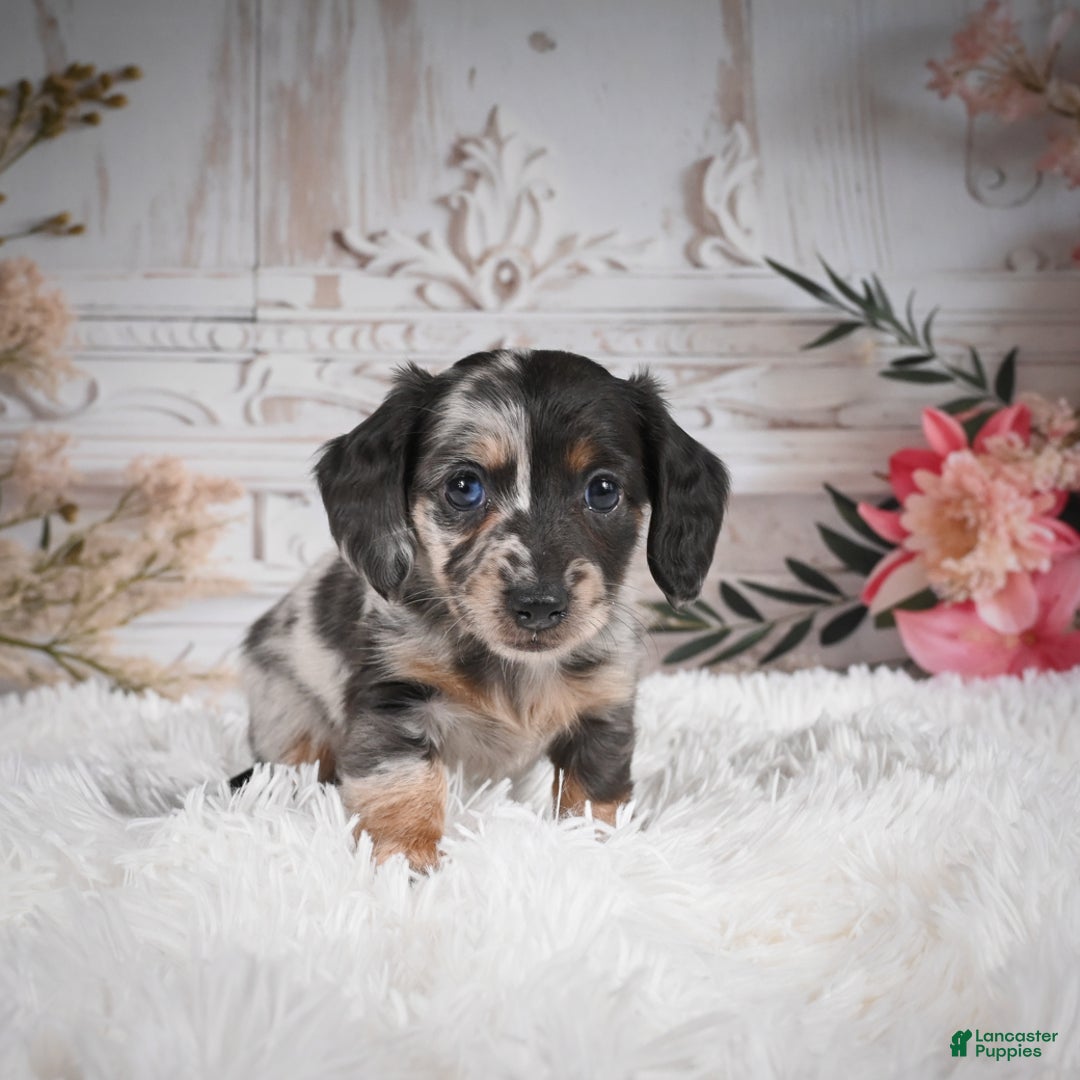 Miniature Dachshund dogs for sale: Precious-AKC - Ad 7