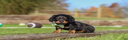 Miniature Dachshund dogs for sale: Leo - Ad 3