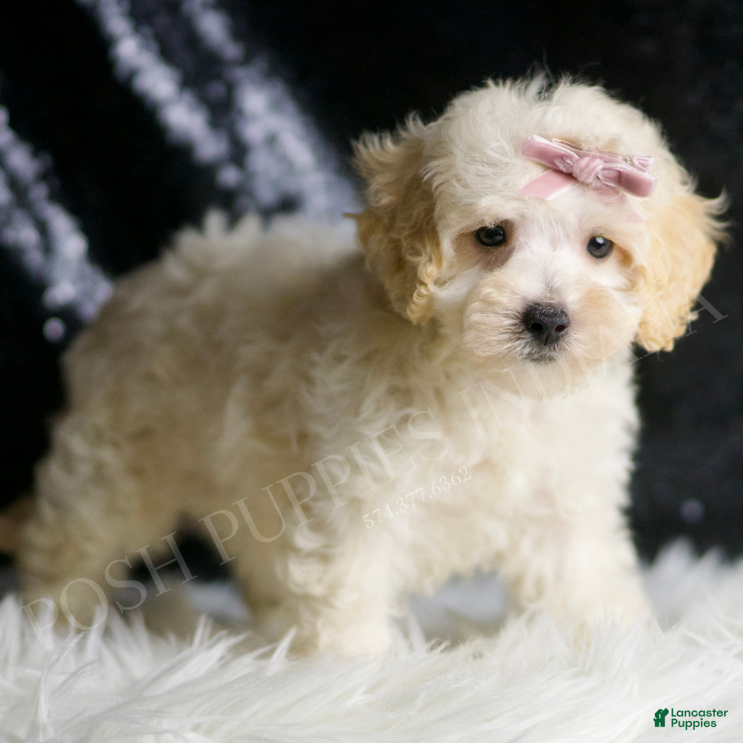 Maltipoo dogs for sale: Apple - Ad 3