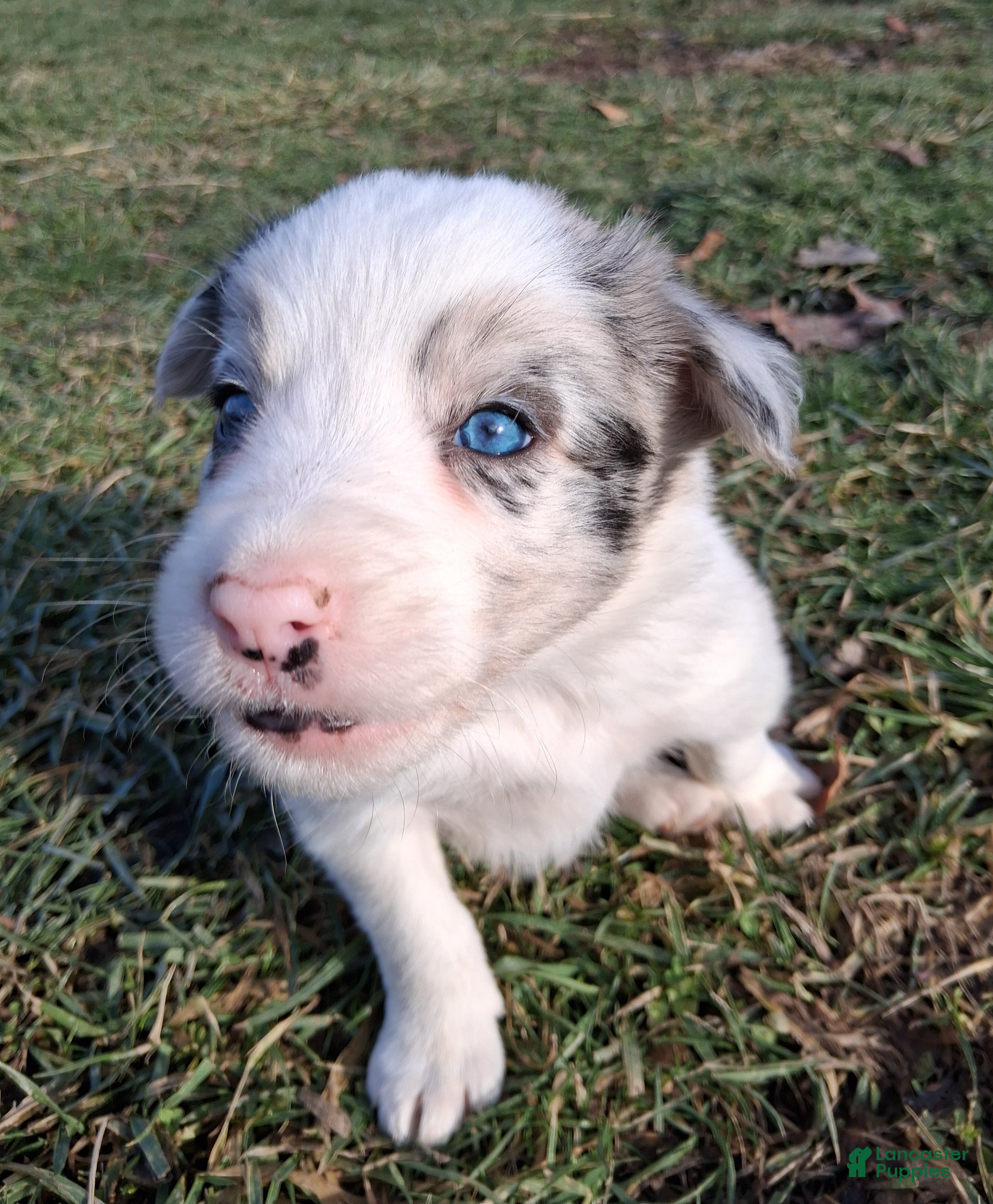 Border Collie dogs for sale: Rocky  - Ad 1