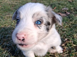 Border Collie dogs Rocky - Ad 36
