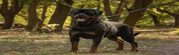 Rottweiler dogs for sale: Zeus - Ad 8