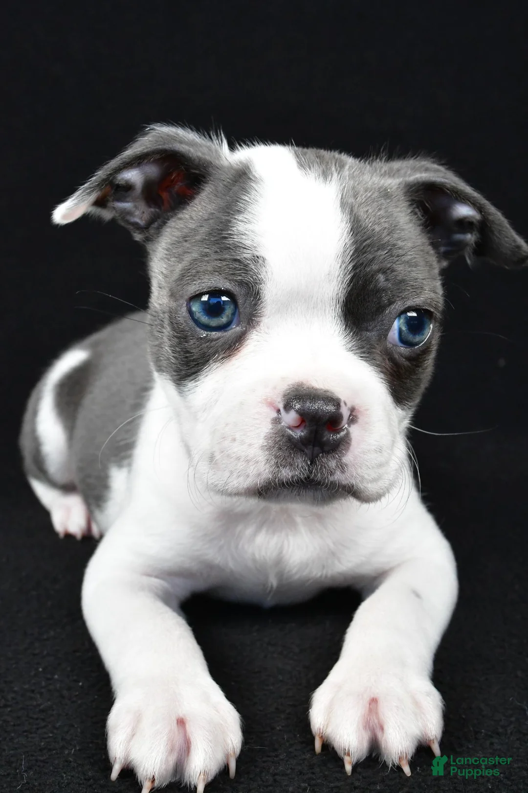 Boston Terrier dogs for sale: Callie - Ad 12