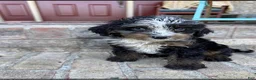 Mini Bernedoodle dogs for sale: Daisy - Ad 3