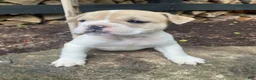 Mixed Breed dogs for sale: Lulu - Ad 5