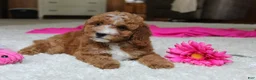 Cavapoochon dogs for sale: Millie - Ad 9