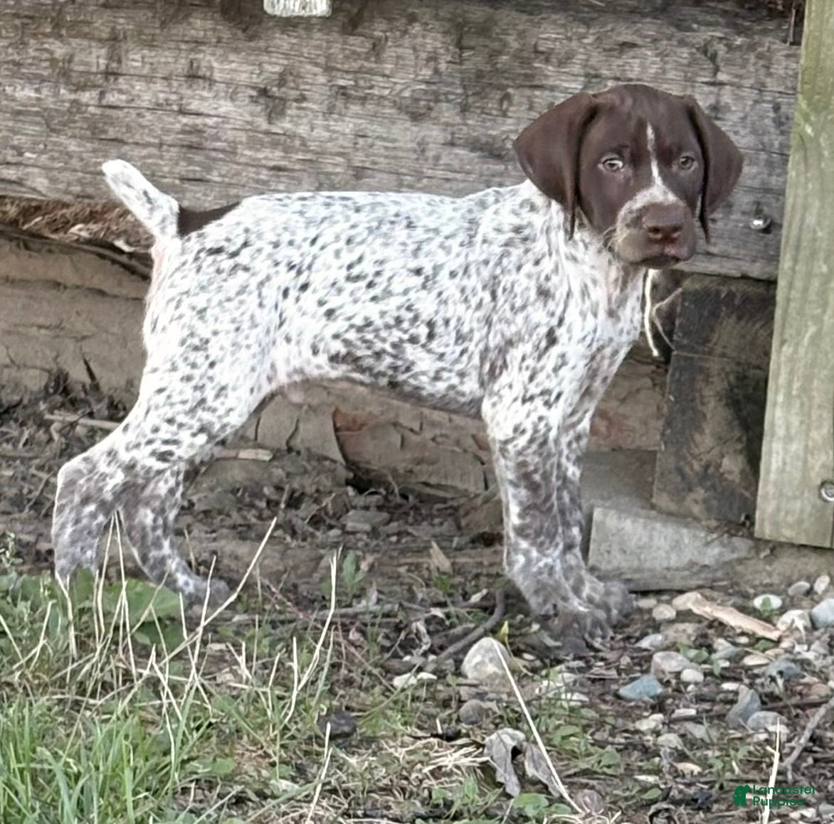 German Shorthaired Pointer dogs German Shorthaired Pointer 2 - Ad 1