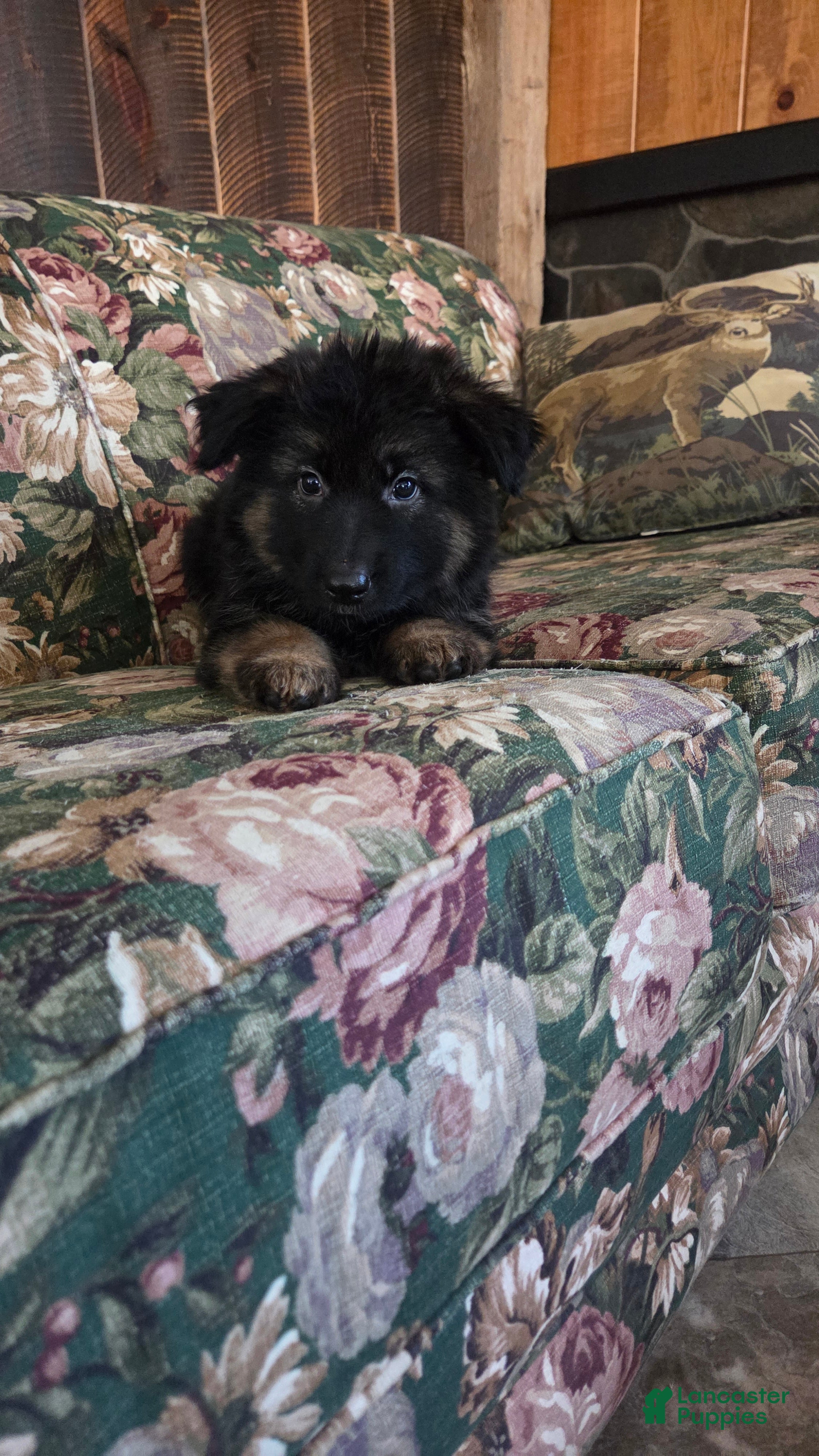 German Shepherd dogs Jackie  - Ad 2