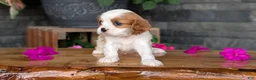 Cavalier King Charles Spaniel dogs for sale: Lady - Ad 9