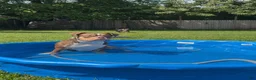 American Bully dogs for sale: Blue - Ad 4