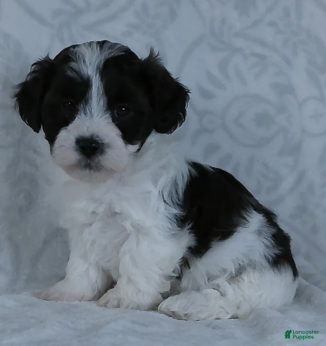 Teddy Bear dogs for sale: Patches - Ad 4