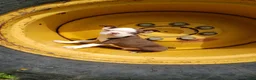 Boston Terrier dogs for sale: Boston Terrier Puppy 1 - Ad 4