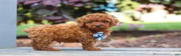 Cavapoo dogs for sale: Kai - Ad 4