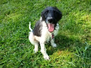 Labradoodle dogs for sale: Trucker - Ad 2