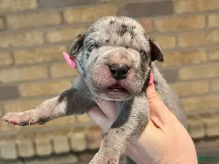 Great Dane dogs Carbon Creed's Graphite Titan - Ad 5