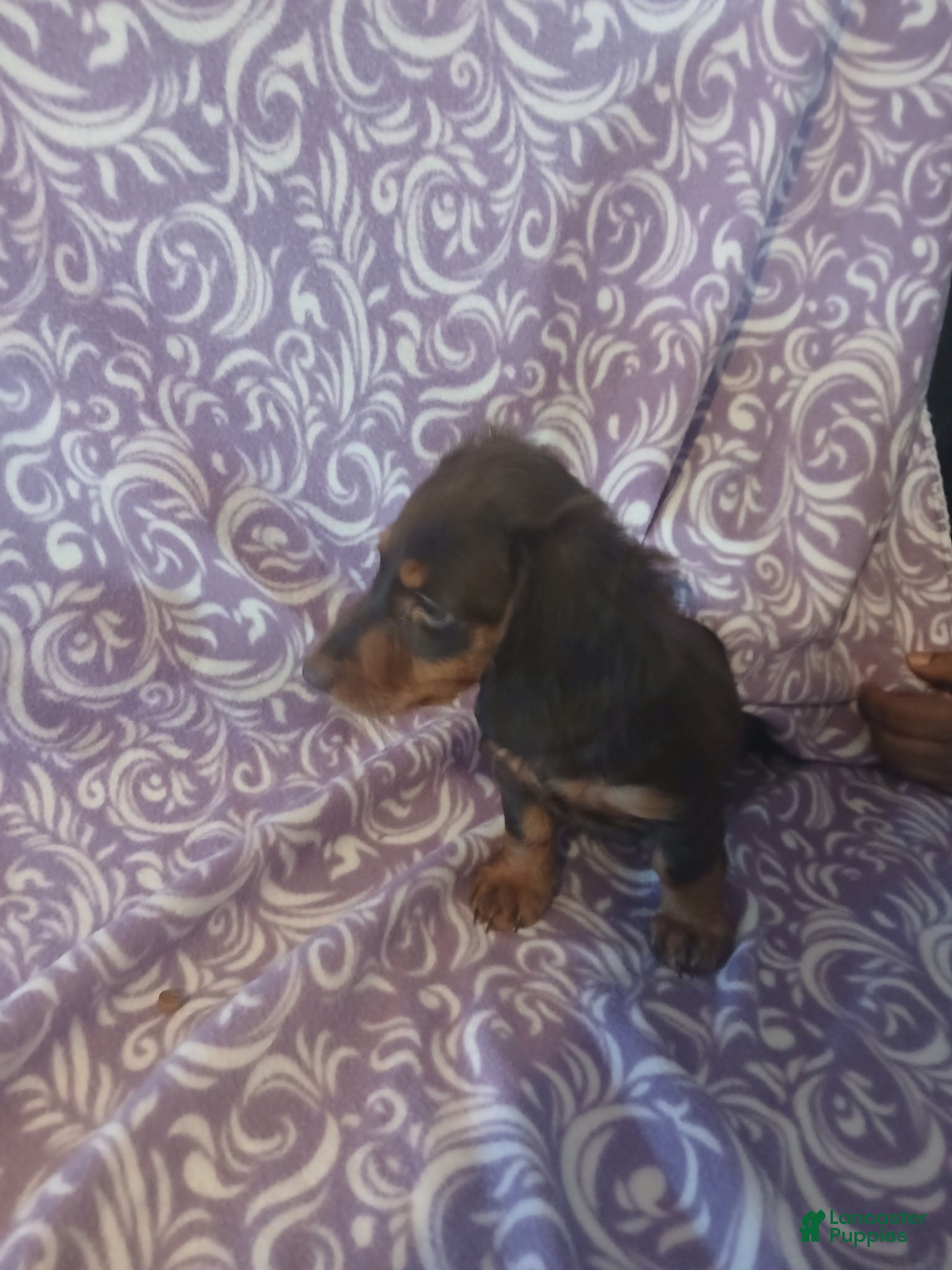 Miniature Dachshund dogs for sale: Miniature Dachshund Puppy 2 - Ad 3