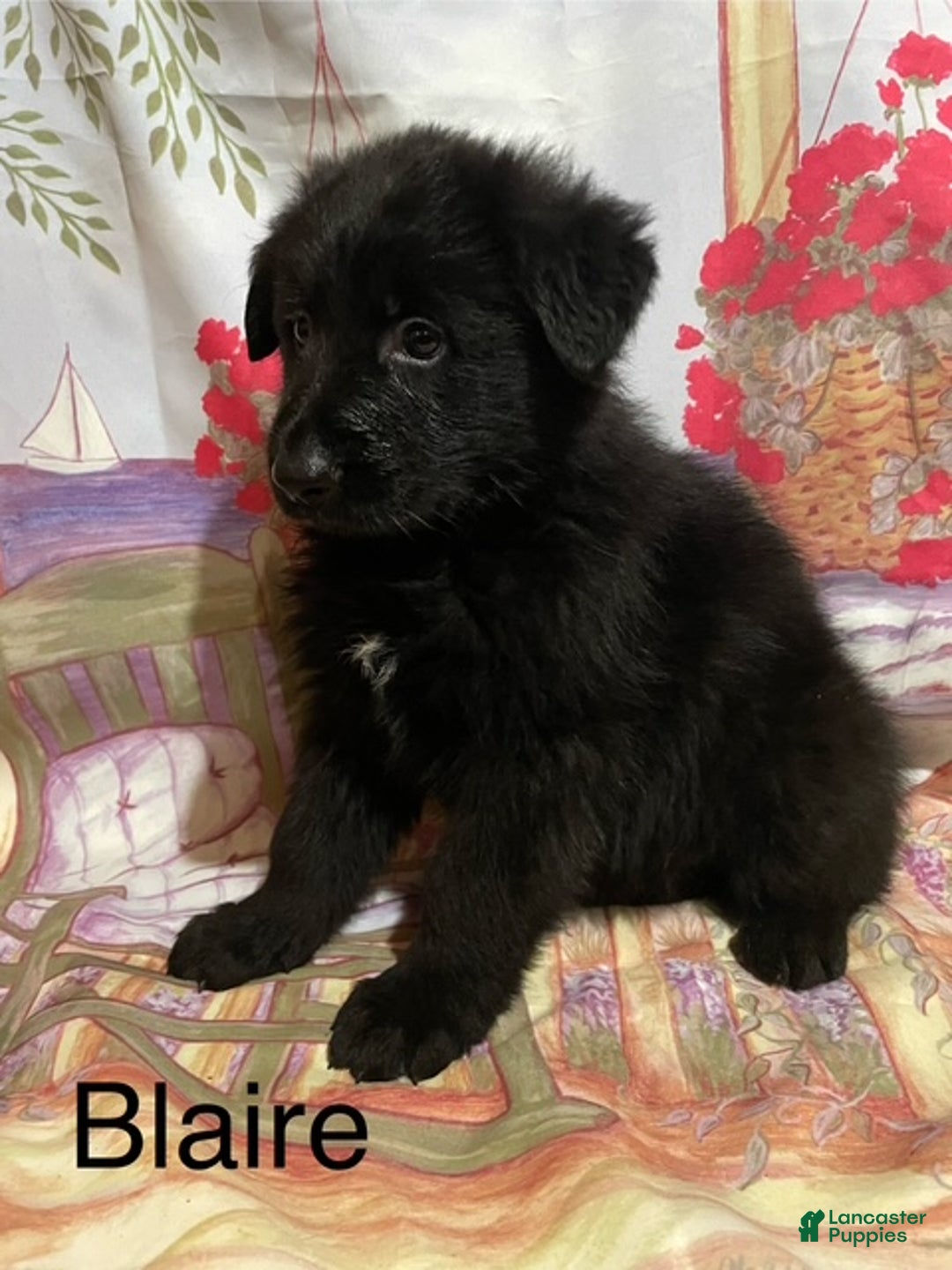 German Shepherd dogs for sale: German Shepherd Puppy 3 - Ad 2