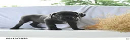Cane Corso dogs for sale: Atlas - Ad 4