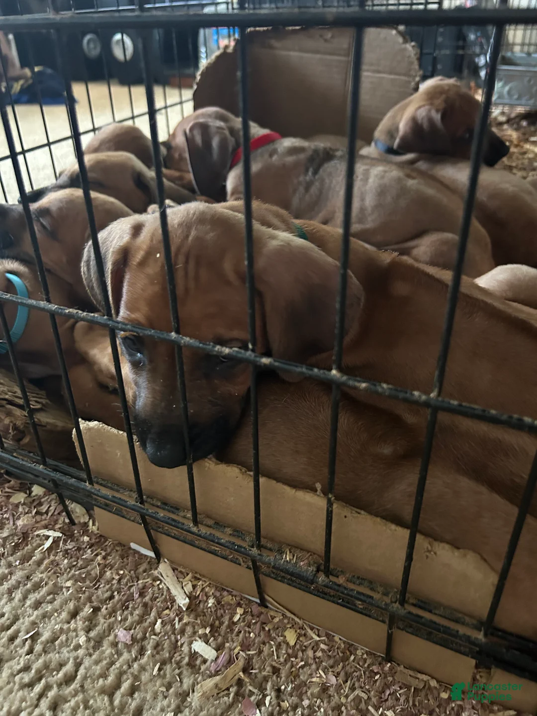 Rhodesian Ridgeback dogs for sale: Rhodesian Ridgeback Puppy 1 sky blue collar - Ad 30