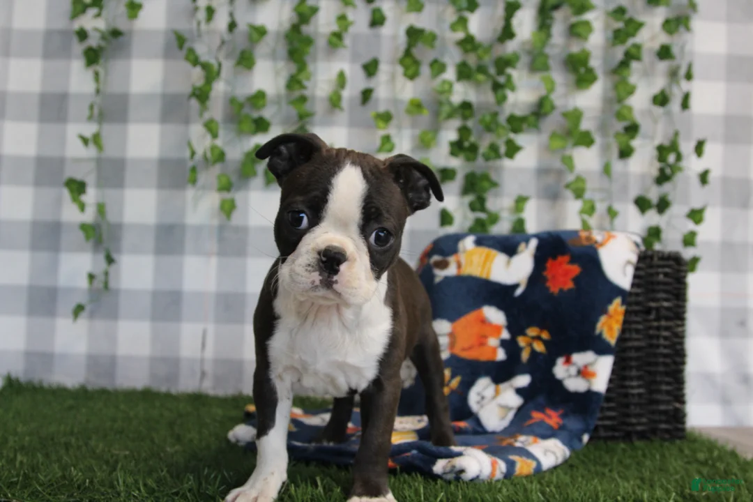 Boston Terrier dogs for sale: Star - Ad 3