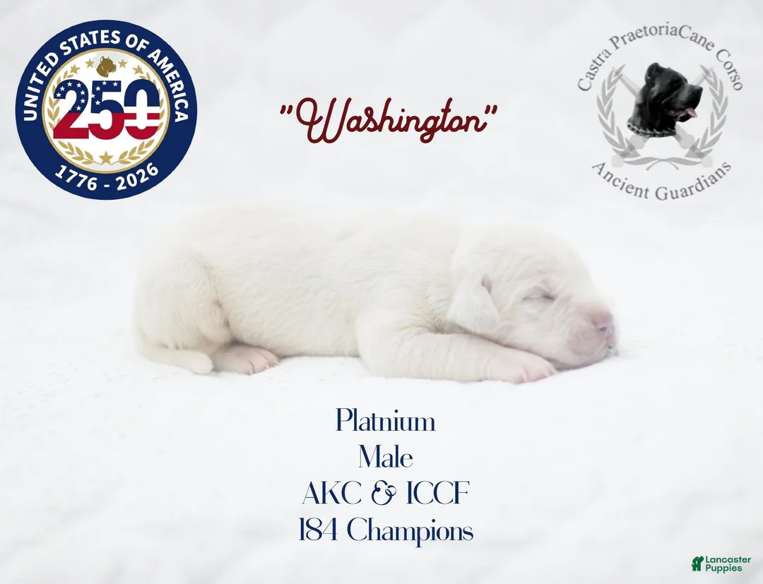 Cane Corso dogs for sale: "Washington" - Ad 2