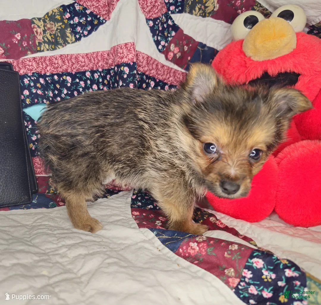 Mixed Breed dogs for sale: Ivanho The Great M (Merle) - Ad 2