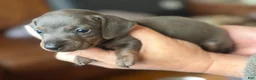 Miniature Dachshund dogs for sale: Miniature Dachshund Puppy 3 - Ad 4