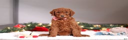 Standard Poodle dogs for sale: Kaylee - Ad 2