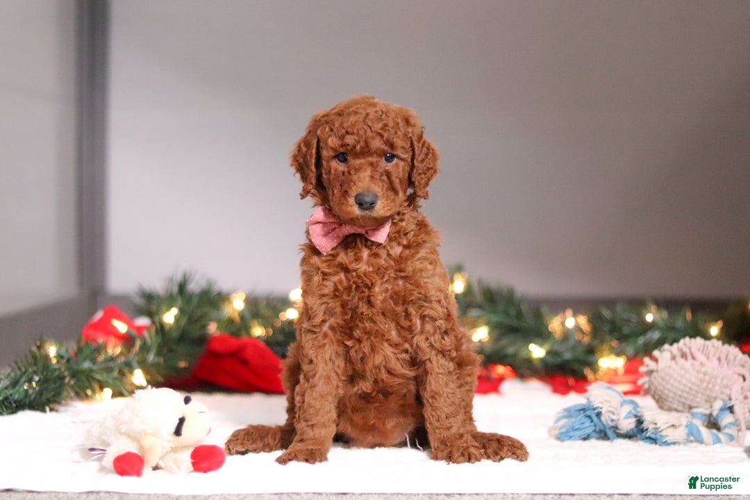 Standard Poodle dogs for sale: Kaylee - Ad 2