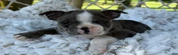 Boston Terrier dogs for sale: Macy - Ad 9