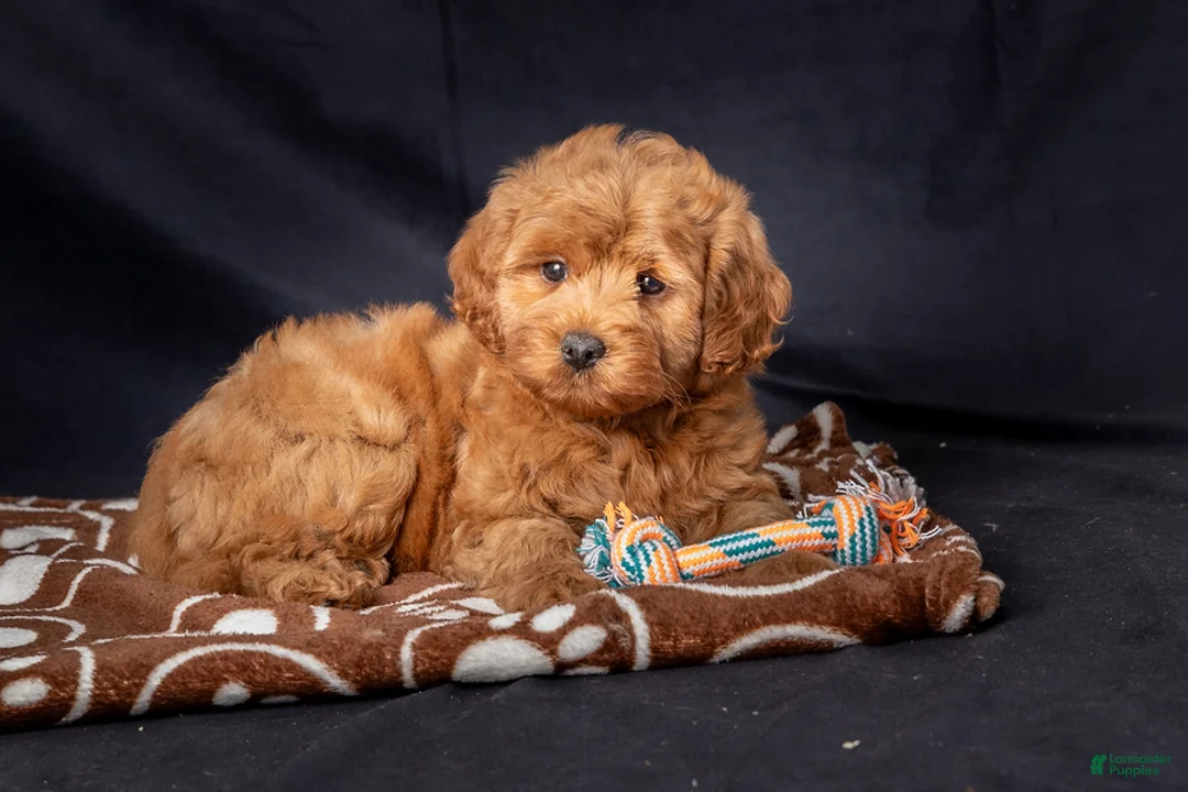 Mini Goldendoodle dogs for sale: Laylah - Ad 6
