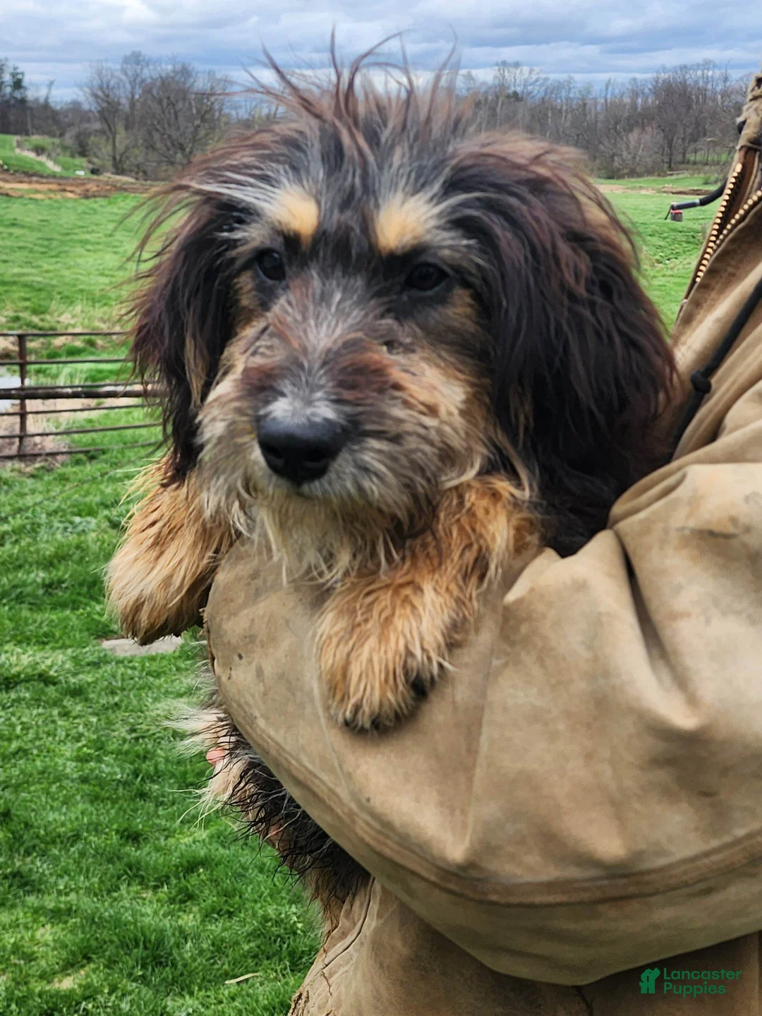 Bernedoodle dogs for sale: Bernedoodle Puppy 1 - Ad 5